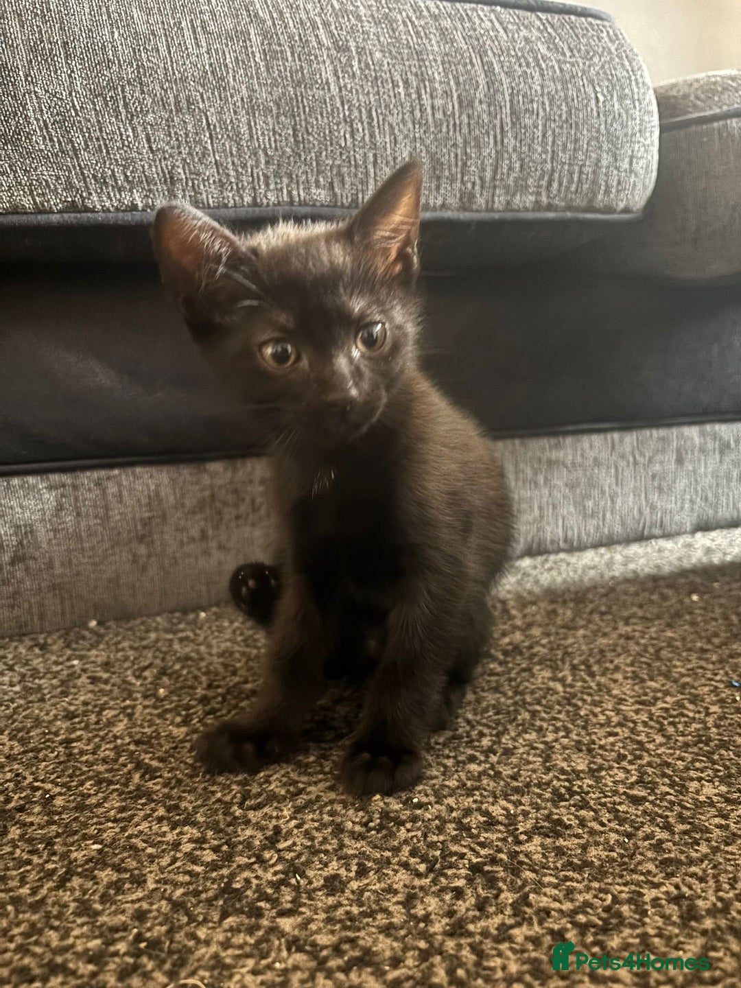 Mixed Breed cats for sale: 5 Black kittens - Image 6