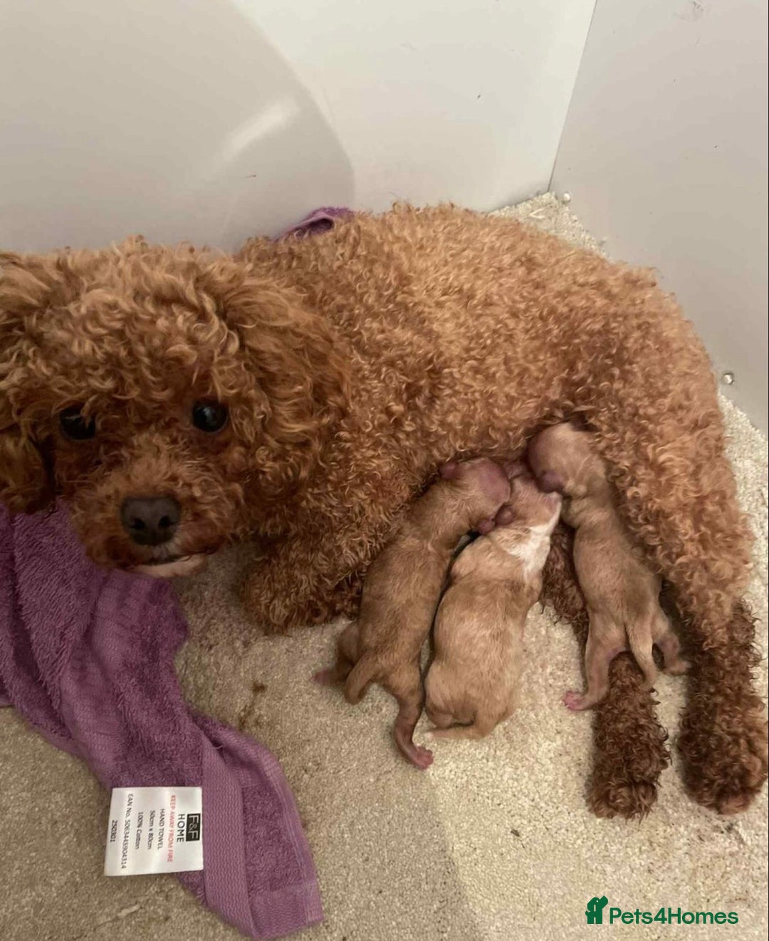 Cavapoo dogs for sale: F2B Male Toy Cavapoo Ready to Leave - Advert 4