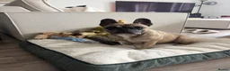 French Bulldog dogs for sale: French bulldog  - Advert 2