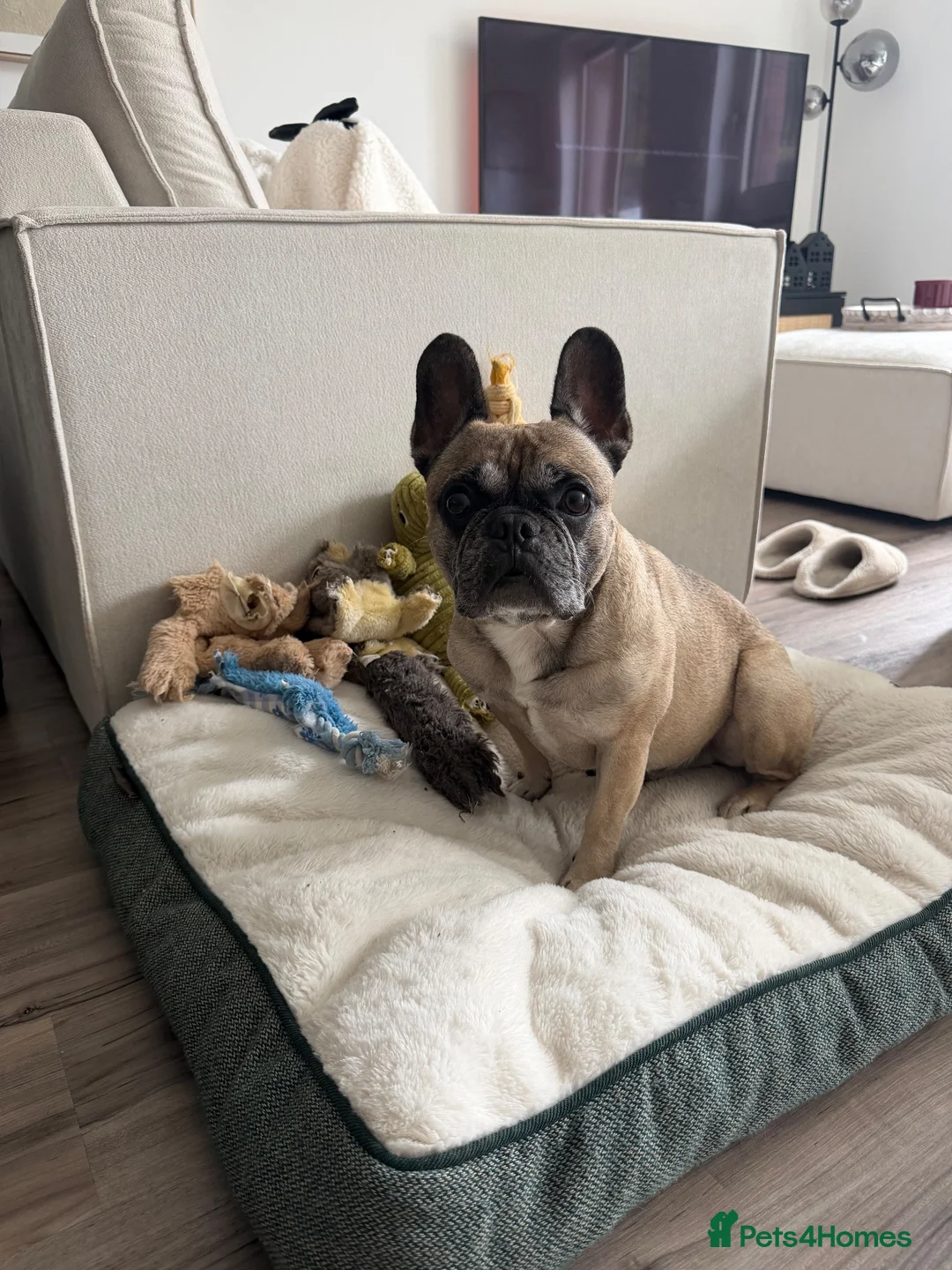 French Bulldog dogs for sale: French bulldog  - Advert 2