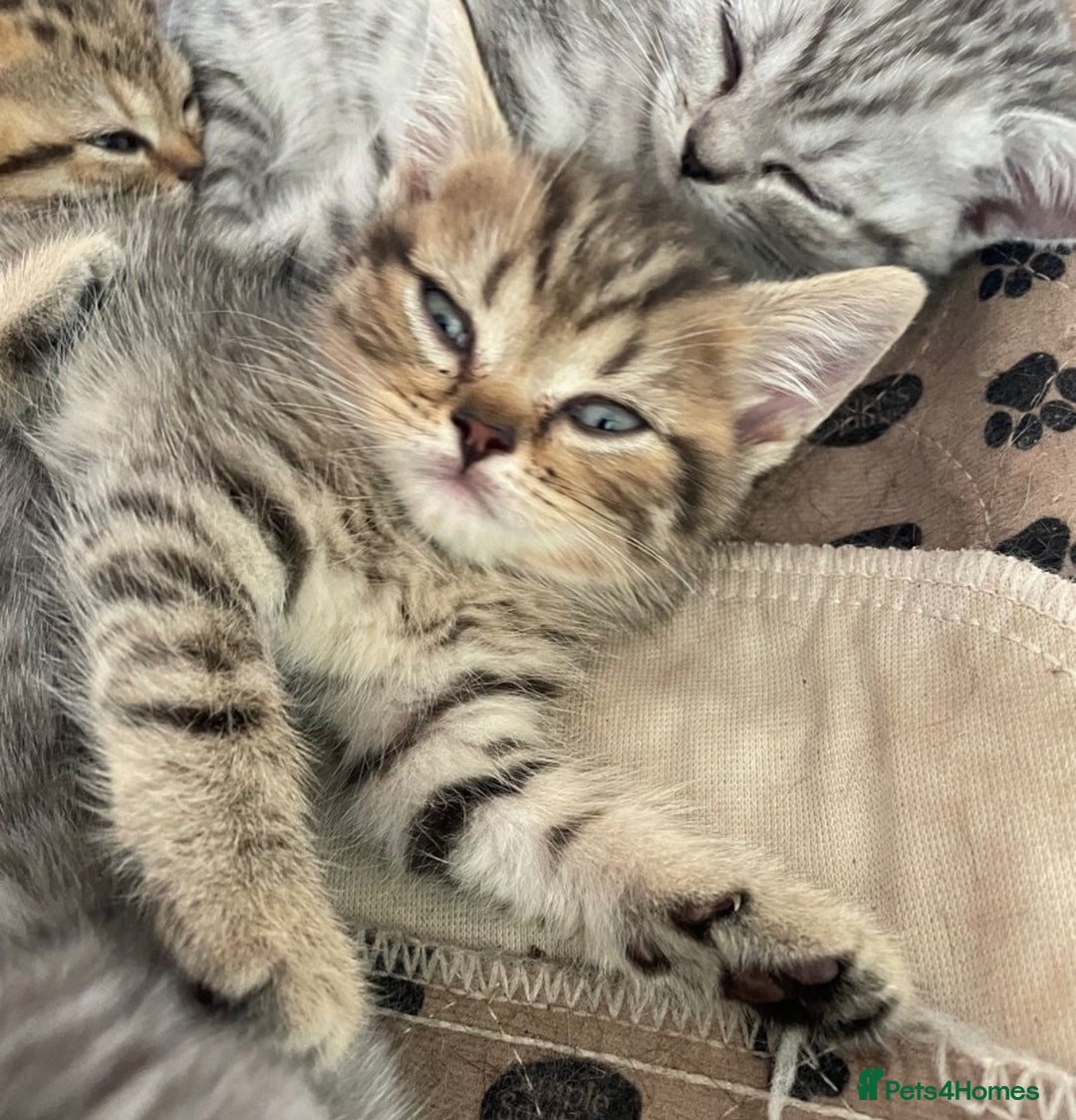 British Shorthair cats for sale: British ShortHair Kittens - available now - Image 6