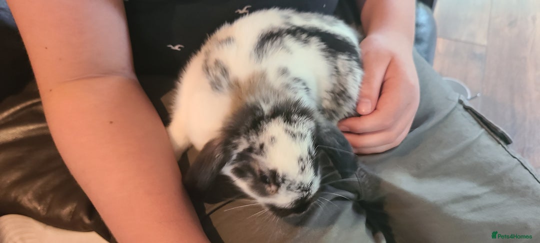 Mixed Breed rabbits for sale: Friendly bunnies ready to go - Image 5