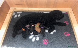 Cockapoo dogs for sale: F1b Cockapoo  - Image 6