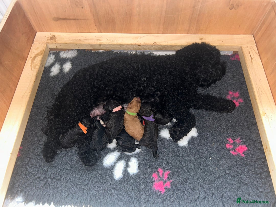 Cockapoo dogs for sale: F1b Cockapoo  - Image 6