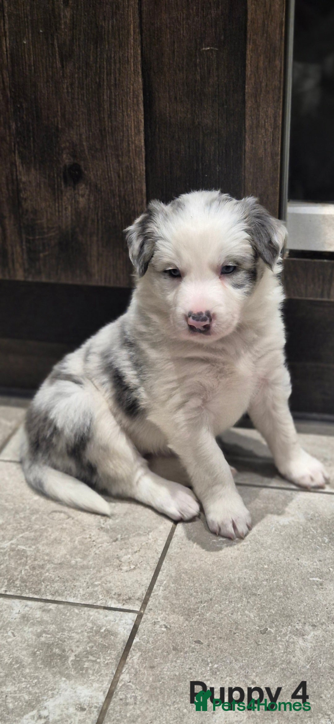 Border Collie dogs Beautiful Border Collies. Parents DNA tested.  - Advert 2