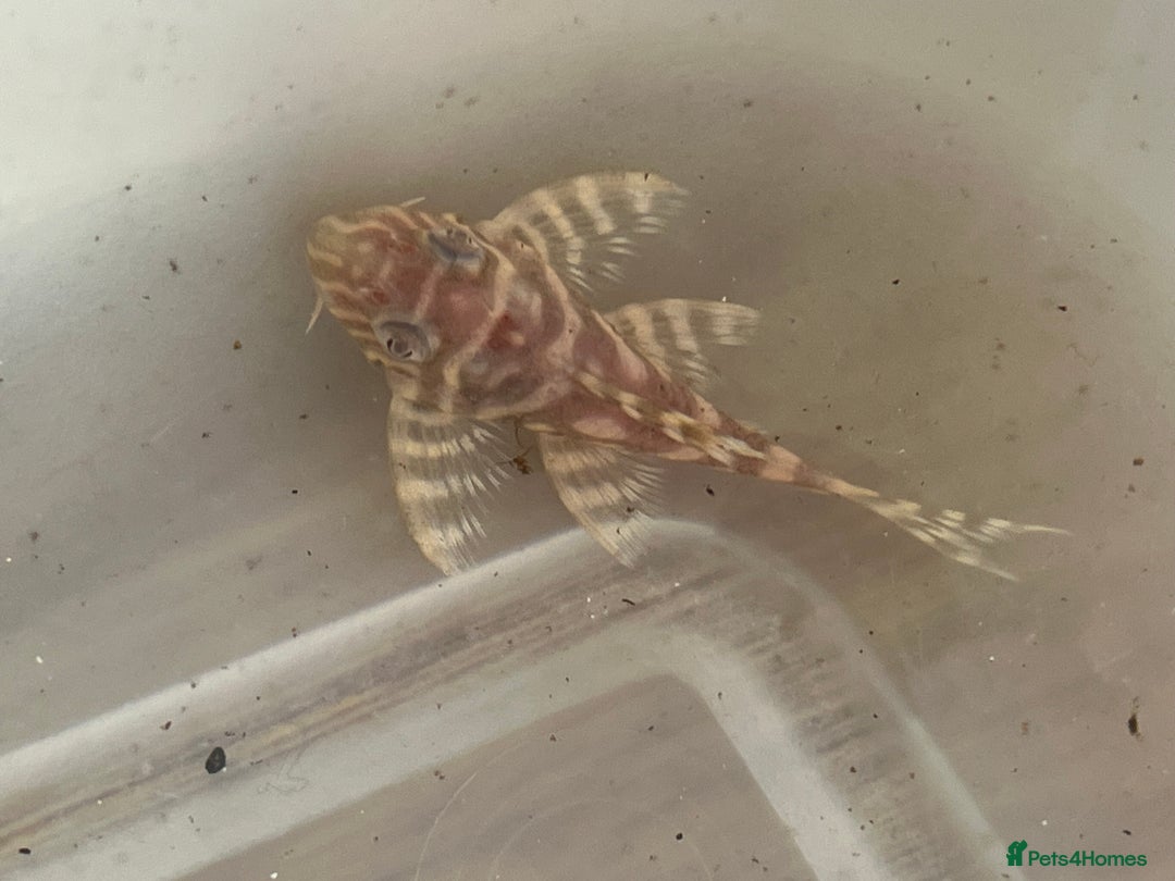 Plecos fish for sale: L333 albino Plecs. £40 - Image 6
