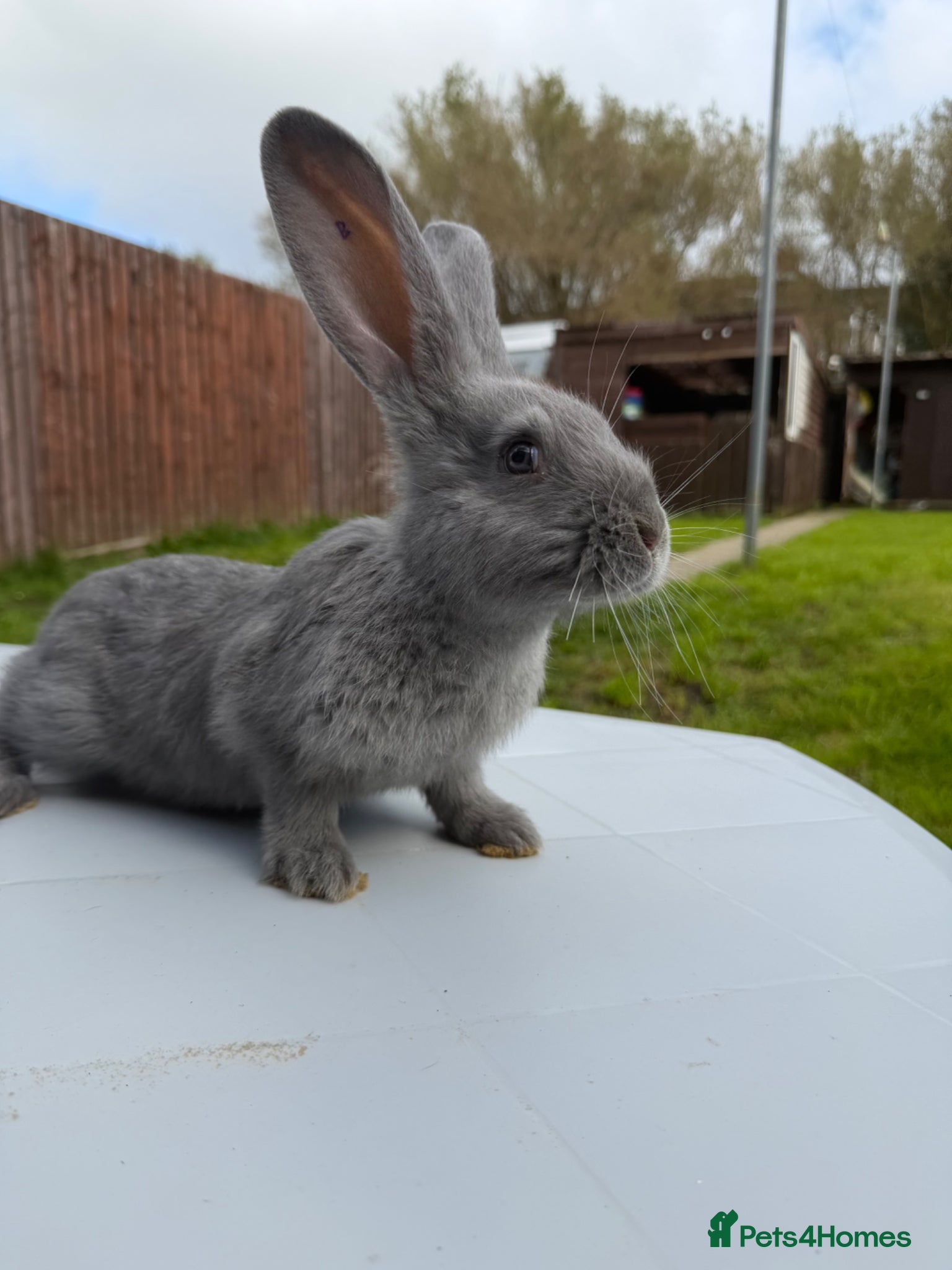 Continental Giant rabbits Continental giants  - Advert 1