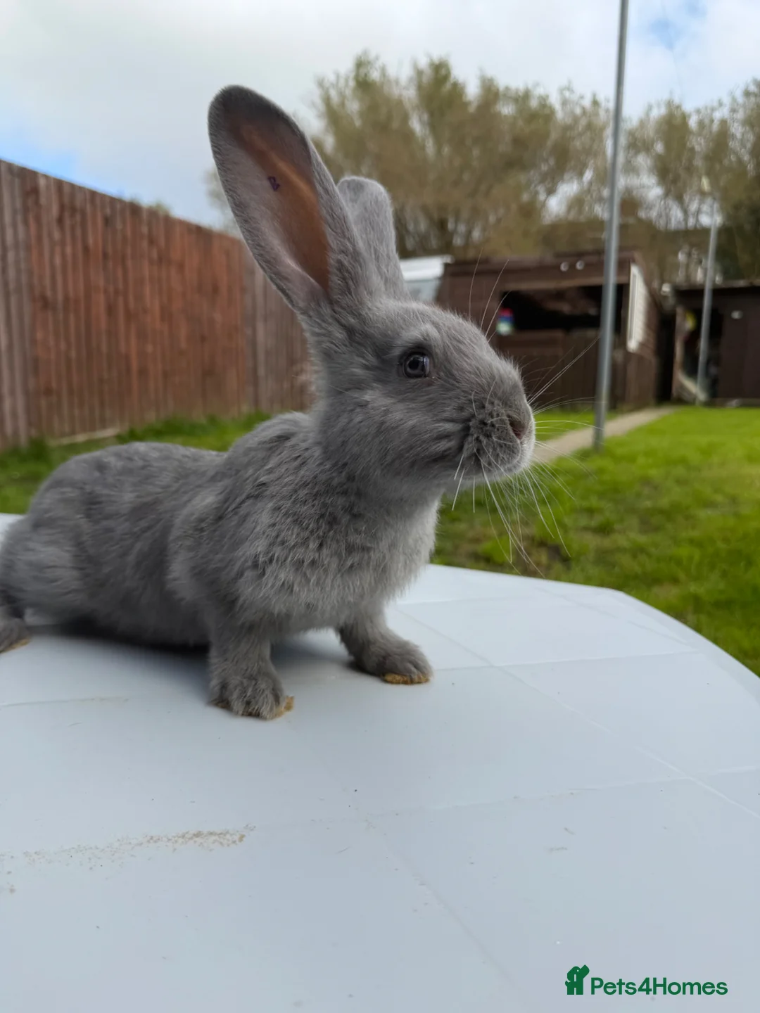 Continental Giant rabbits for sale: Continental giants  - Advert 1