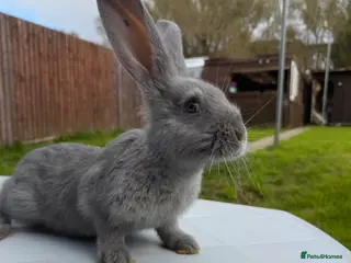 Continental Giant rabbits Continental giants - Advert 1