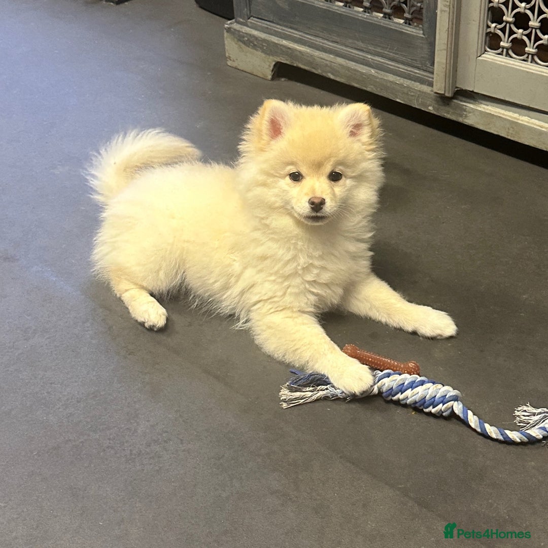 Pomsky dogs for sale: Stunning perfect husky markings f3 Pomsky puppies - Advert 13