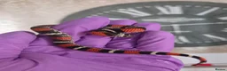 Mixed Breed reptiles for sale: Tri Colour Hognose Snakes  - Advert 3
