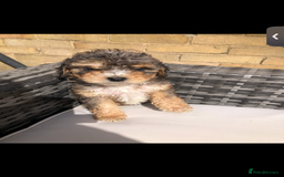 Cavapoo dogs for sale: *Reduced F1B cavapoos  - Image 1