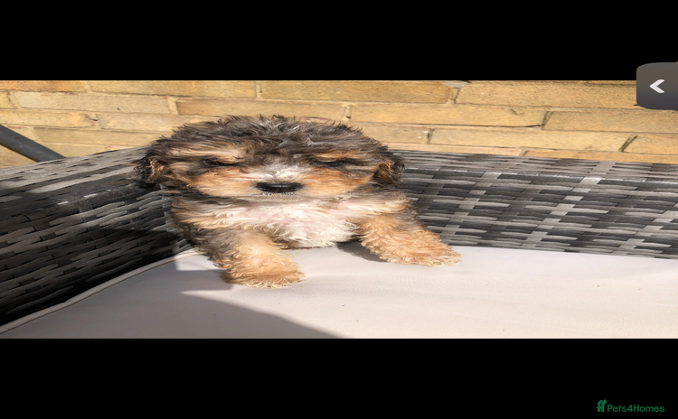 Cavapoo dogs - Advert 5