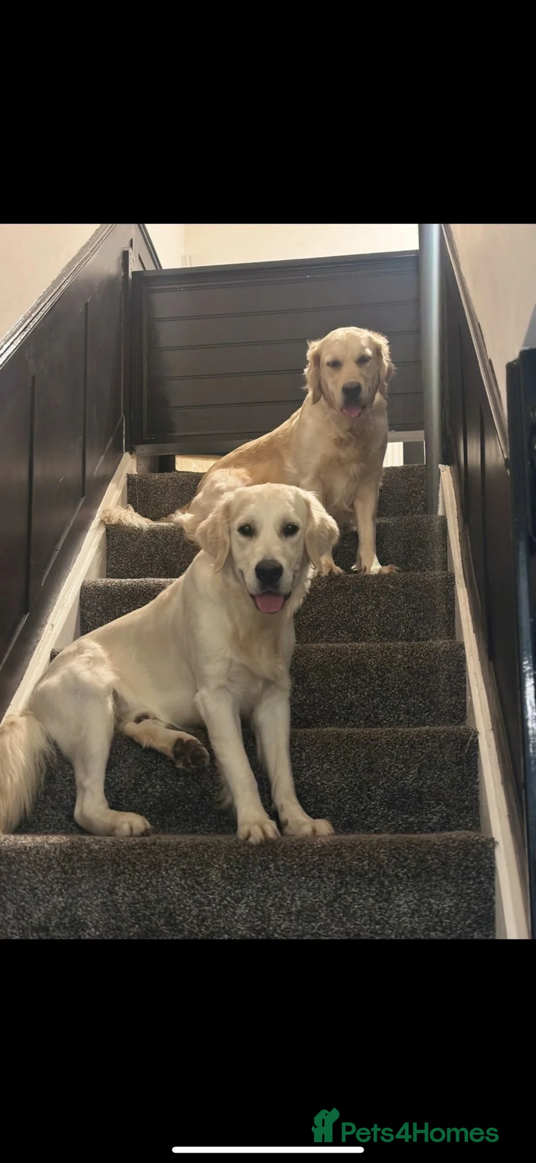 Golden Retriever dogs for sale: Sad rehome please read full advert - Advert 12