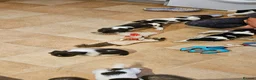 English Springer Spaniel dogs for sale: HintonBreeze Gundogs  - Advert 8
