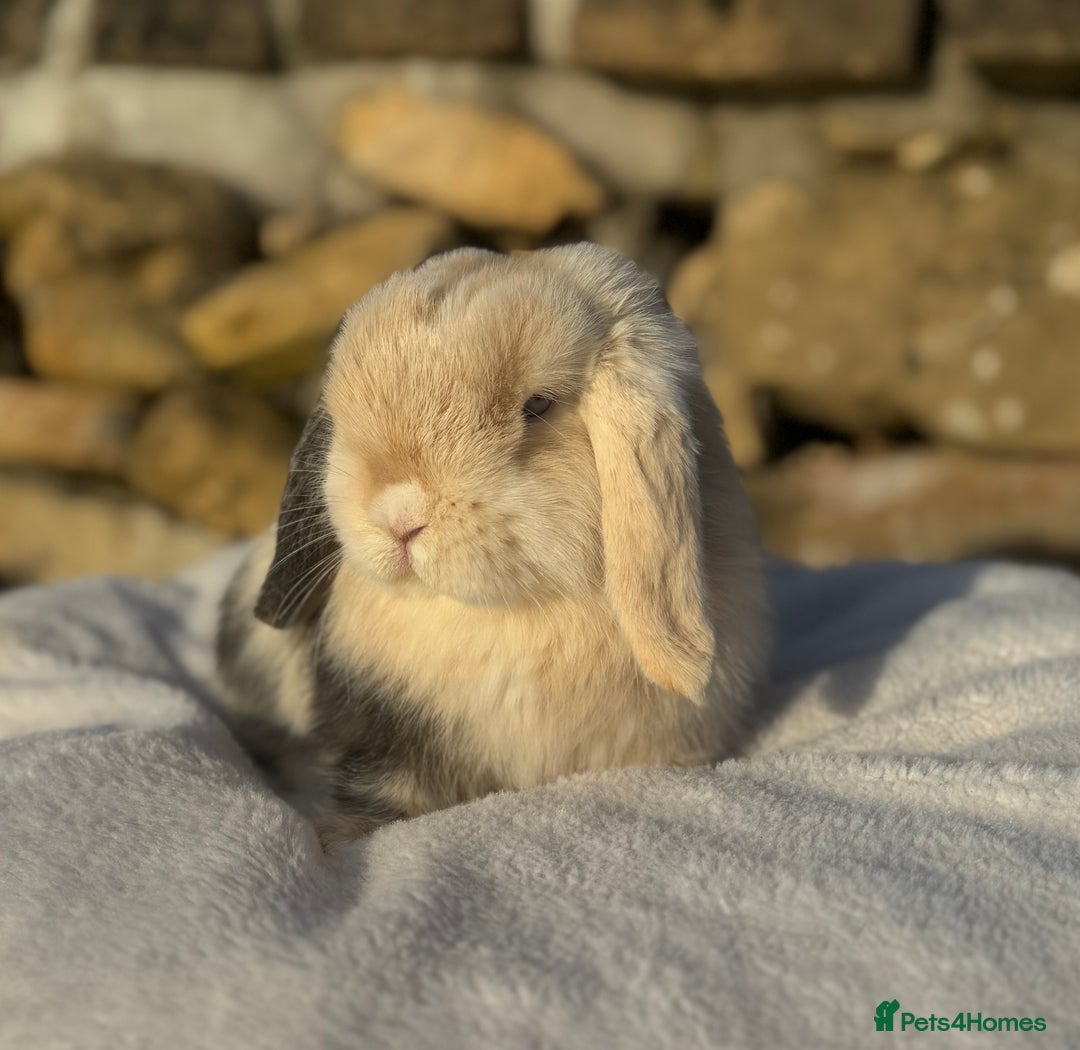 Mini Lop rabbits for sale: Black Harli VM Mini Lop Doe - Advert 2