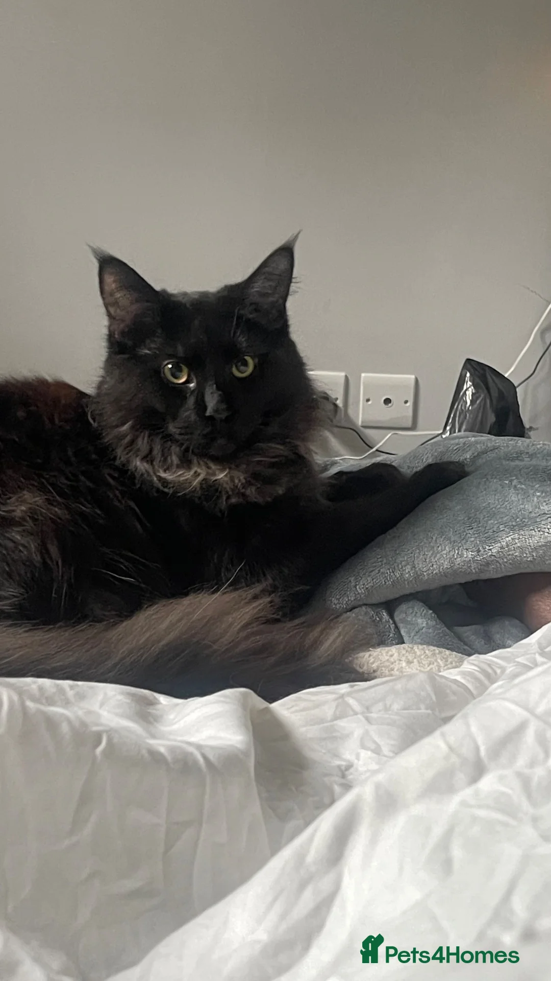 Maine Coon cats for sale: Beautiful Female Maine Coon – Astra - Advert 8