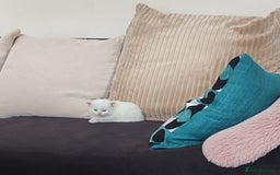 Siberian cats for sale: 4 kittens for sale 💘💖 - Image 3