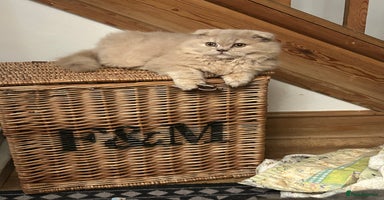 Scottish Fold cats 🩷Scottish fold kittens Ready Now 🩷 - Advert 10