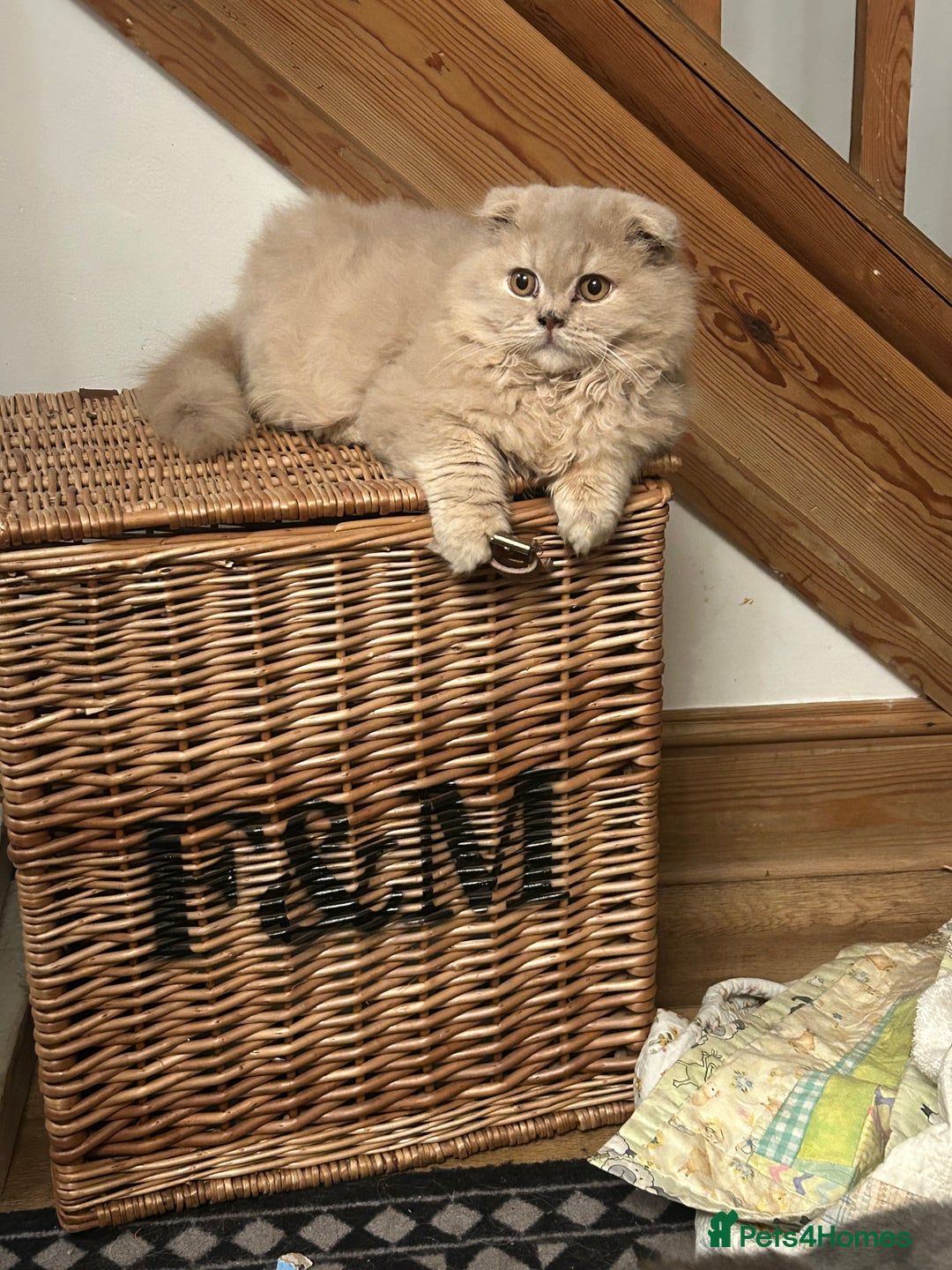 Scottish Fold cats for sale: 🩷Scottish fold kitten One Available 🩷 - Advert 6