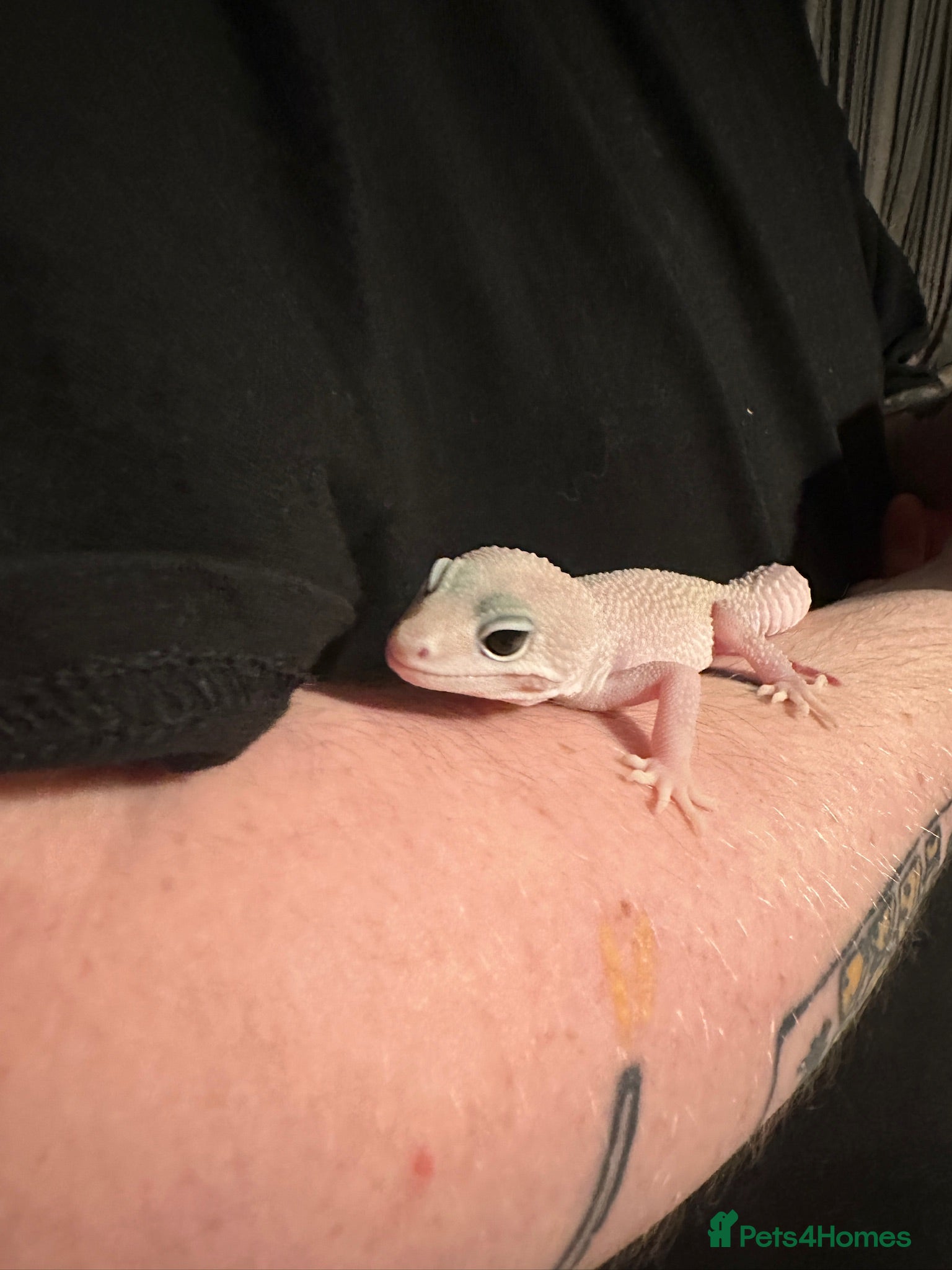 Leopard Gecko reptiles Leopard gecko looking for loving home. - Advert 1