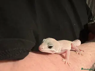Leopard Gecko reptiles Leopard gecko looking for loving home. - Advert 2