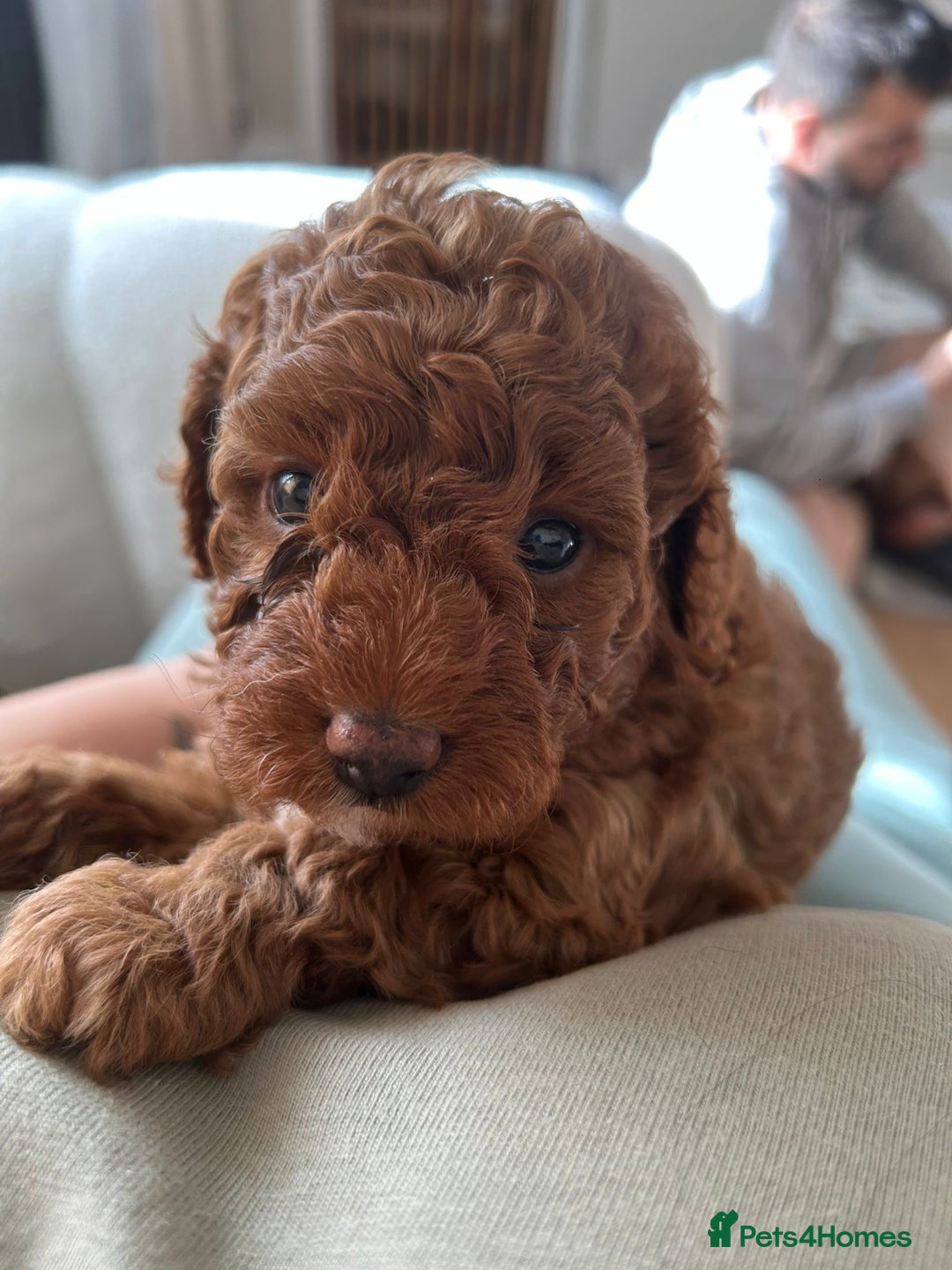 Cavapoo dogs for sale: ONE LAST LITTLE GIRL AVAILABLE  - Image 2