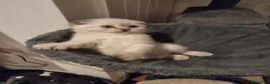 Kitten 2