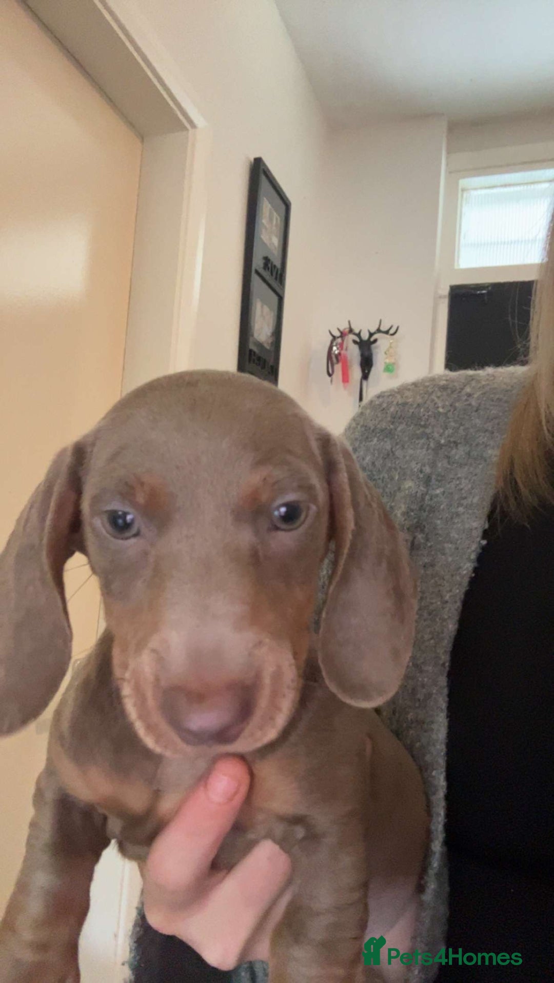 Miniature Dachshund dogs for sale: Miniature dachshund  - Image 2
