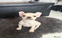 French Bulldog dogs for sale: 5 French bulldogs puppies ready to leave  - Image 3