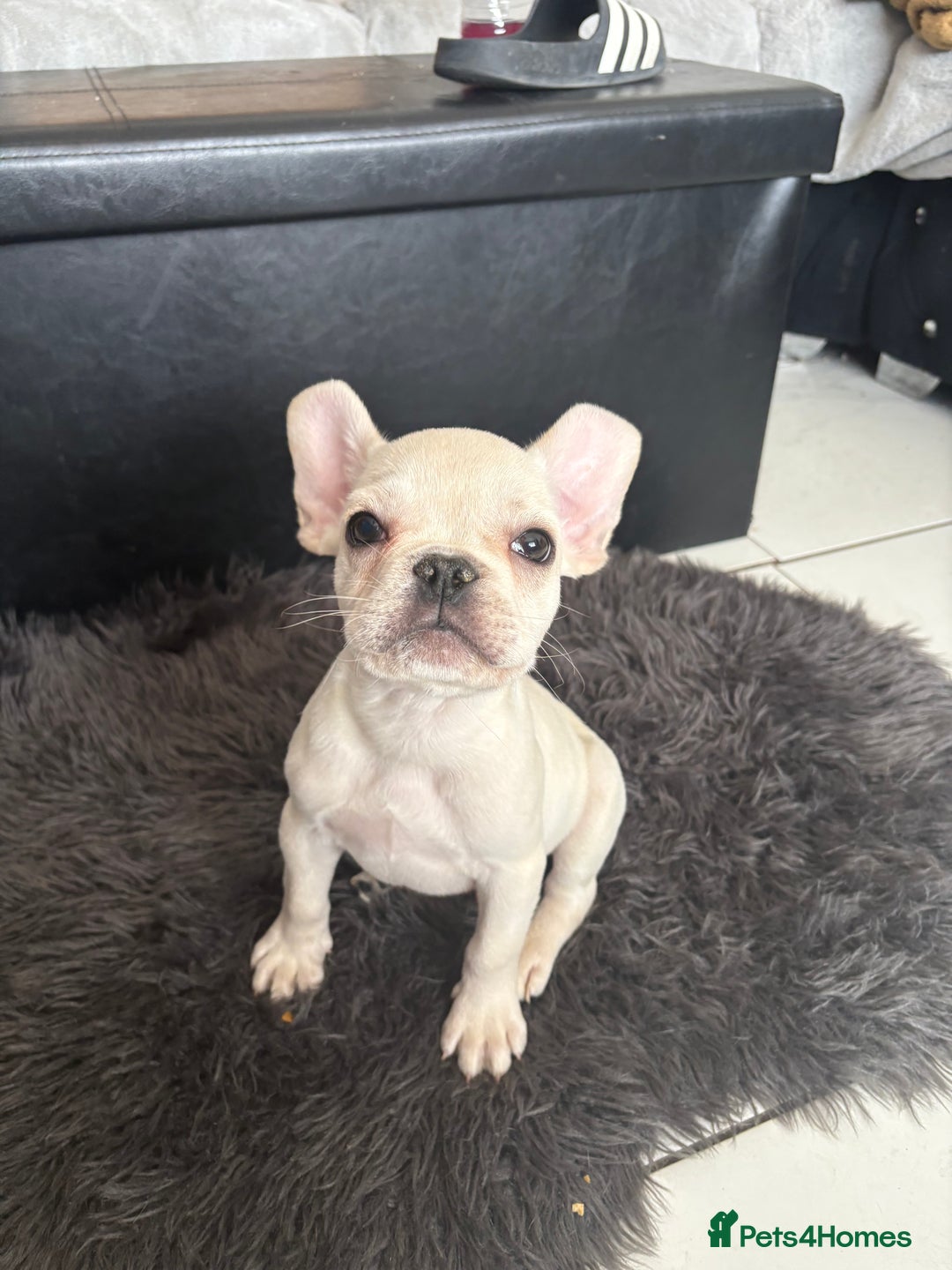French Bulldog dogs for sale: 5 French bulldogs puppies ready to leave  - Image 3