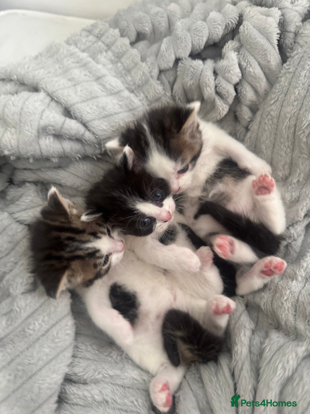 Domestic Shorthair cats for sale: Unique & Precious Kittens Seeking Forever Homes - Image 12