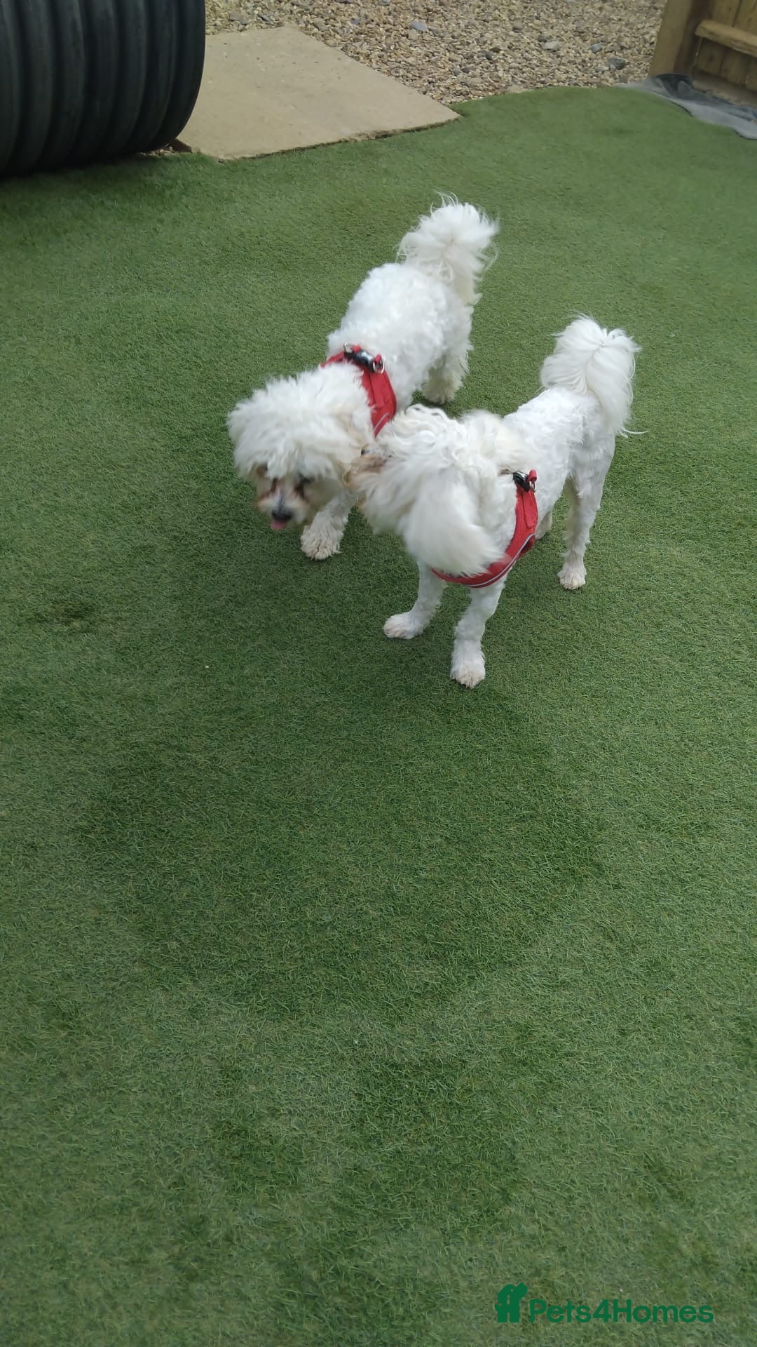 Bichon Frise dogs for sale: Two small Bichon Frise ready for their new home - Image 6