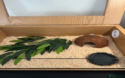 Corn Snake reptiles for sale: Two corn snakes for sale  - Image 6
