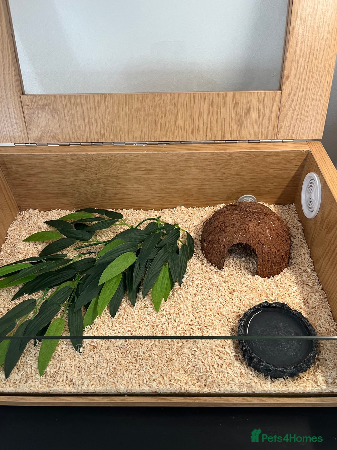 Corn Snake reptiles for sale: Two corn snakes for sale  - Image 6