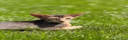 Abyssinian cats for sale:     Gorgeous kittens from champion parents 😽 - Advert 9