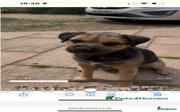 Border Terrier dogs for sale: Outstanding Quality KC Border Terriers  - Image 4
