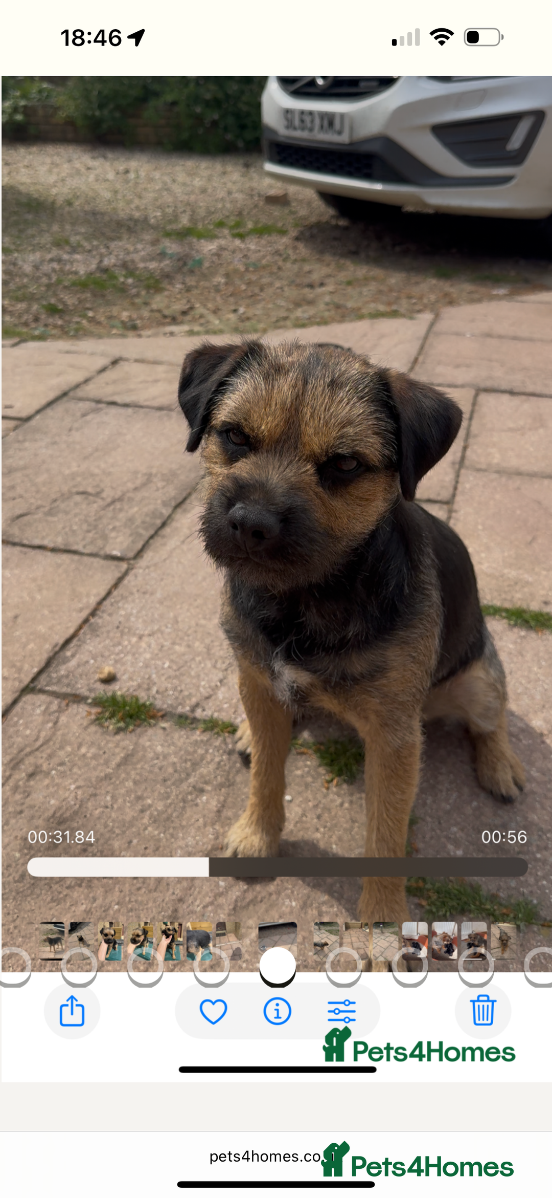 Border Terrier dogs for sale: Outstanding Quality KC Border Terriers  - Image 4