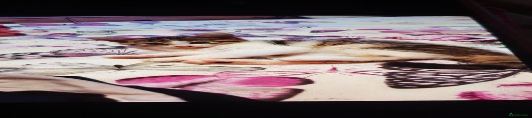 Mixed Breed Kitten 3