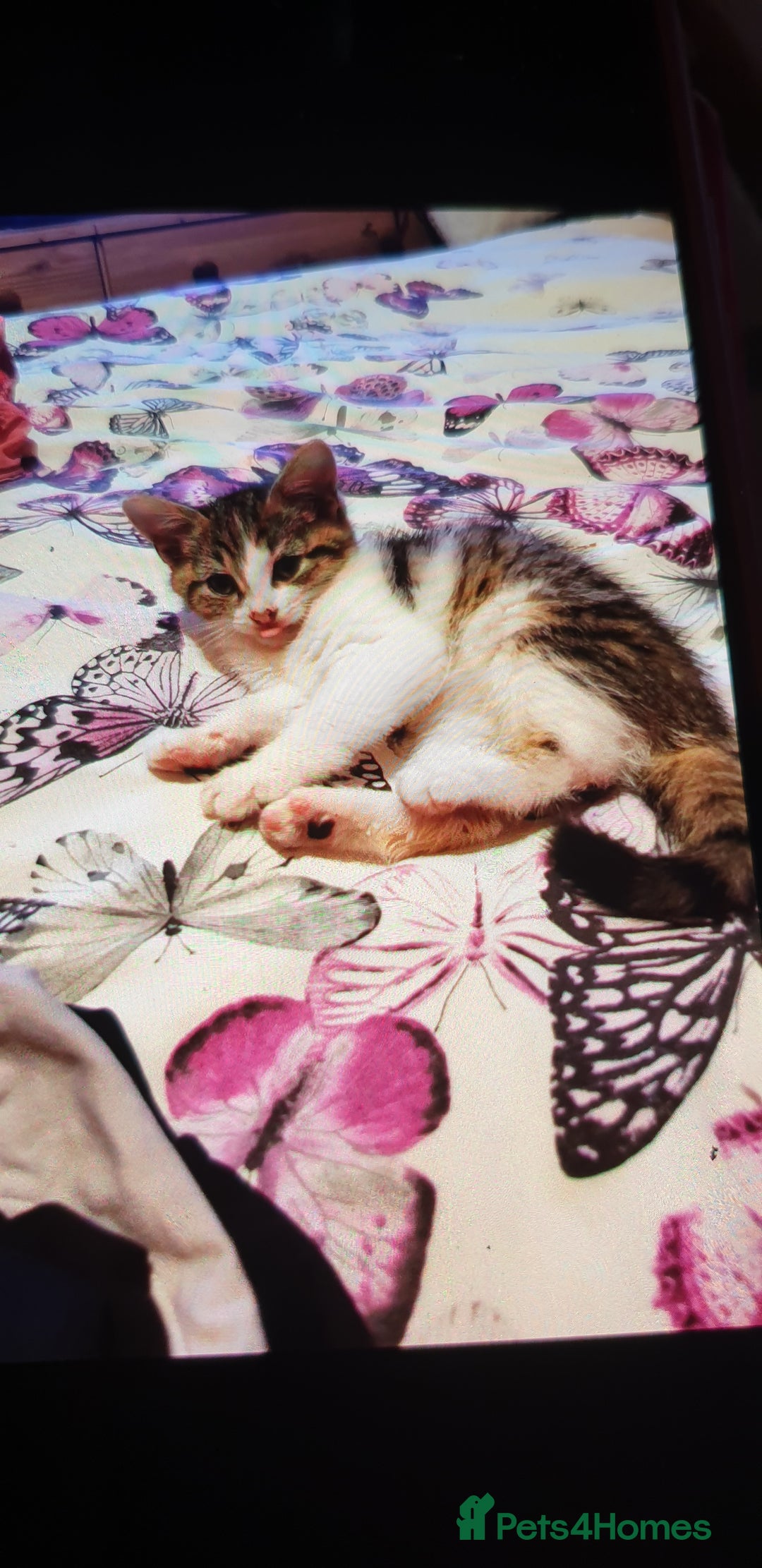 Mixed Breed cats for sale: 4 Kittens for sale - Image 6