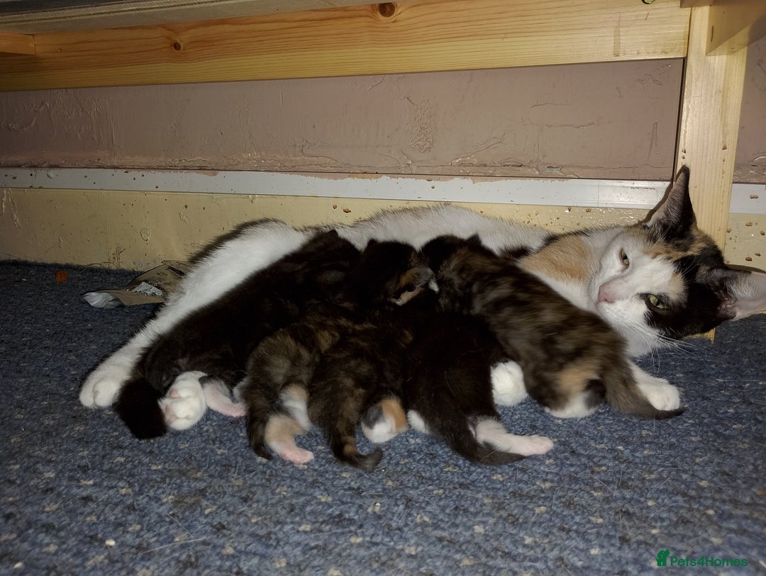 Mixed Breed cats for sale: 2 kittens left beautiful Turkish angora x  - Image 4