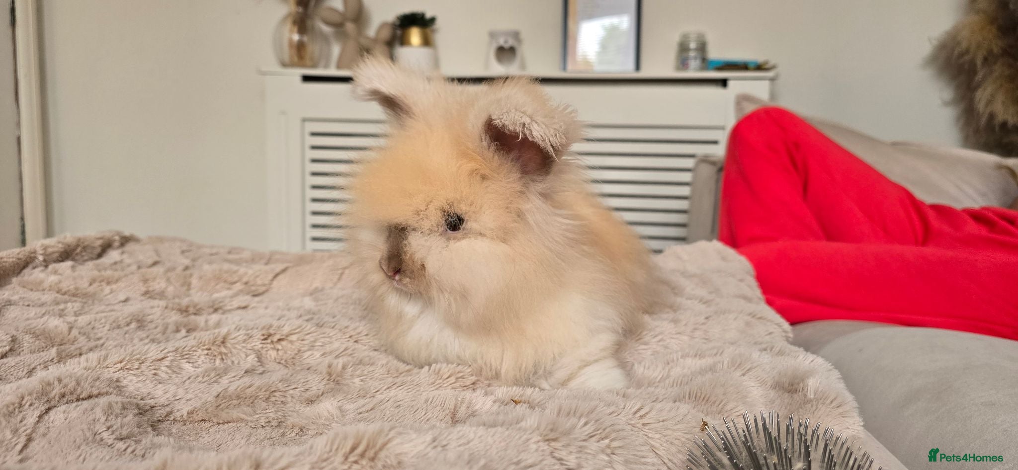 Angora rabbits 🐰English angora last boy ready now🐰 - Advert 5