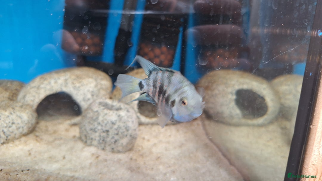 Cichlids fish for sale: PAIR Polar Blue Dwarf Cichlids  - Image 3