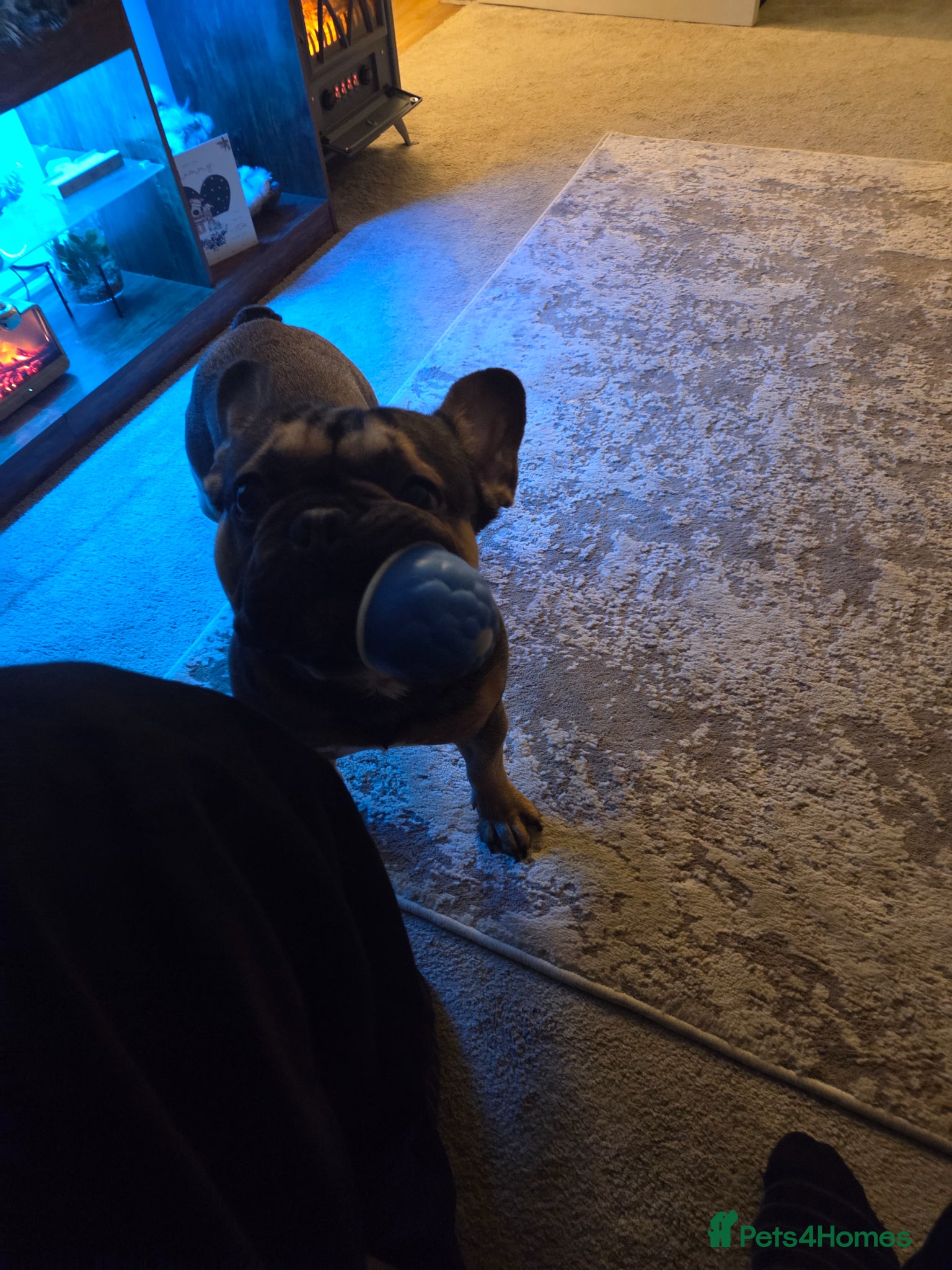 French Bulldog dogs Male French bulldog - Advert 3