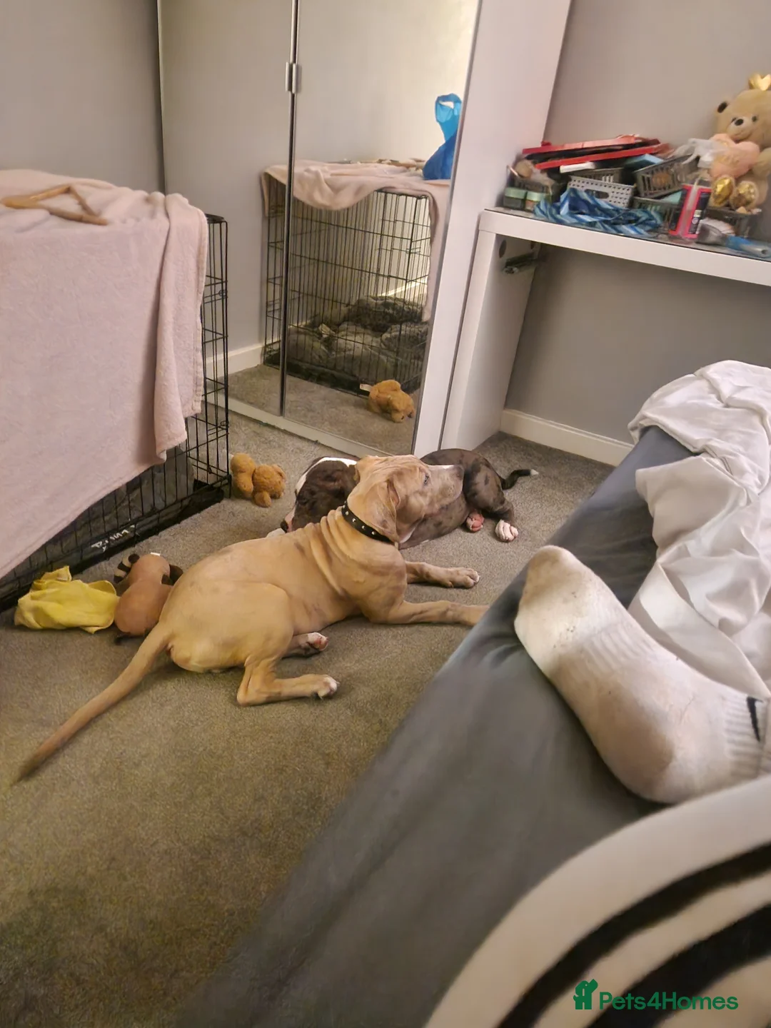 Mixed Breed dogs for sale: Blue & beau - Advert 2