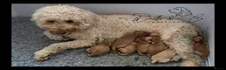 Cockapoo dogs for sale: Stunning health tested F1b Cockapoo puppies - Advert 8