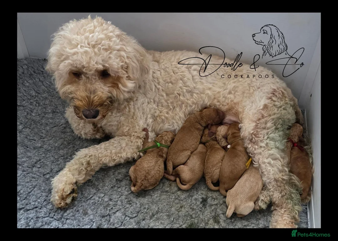 Cockapoo dogs for sale: Stunning health tested F1b Cockapoo puppies - Advert 8