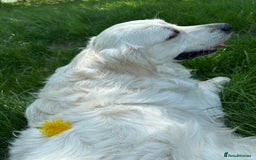 Golden Retriever dogs for stud: Looking for a Female Golden Retriever 🐾 - Image 13