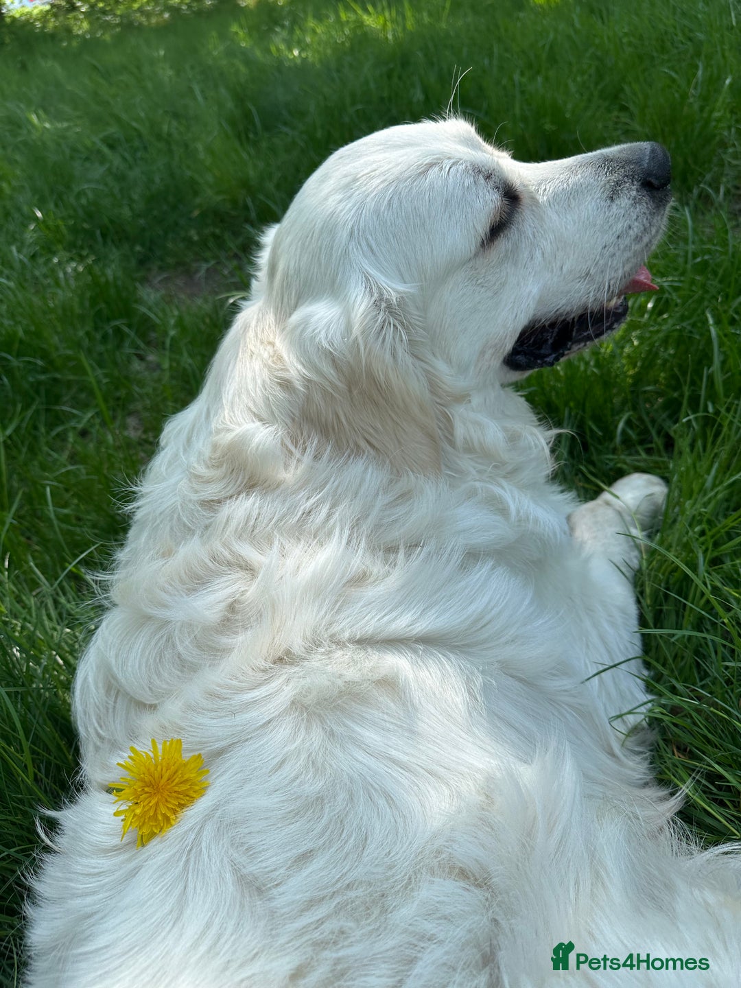 Golden Retriever dogs for stud: Looking for a Female Golden Retriever 🐾 - Image 13