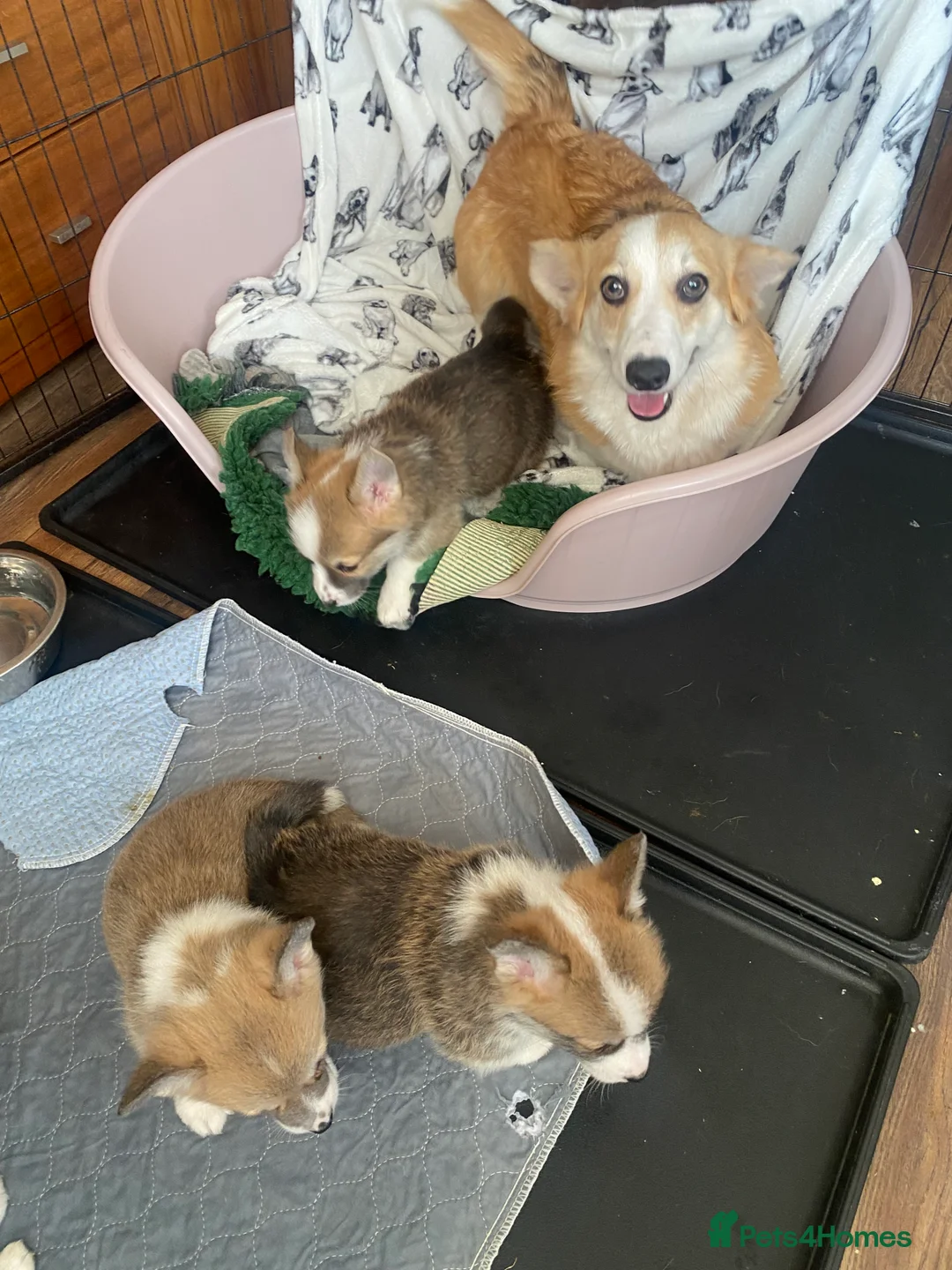 Welsh Corgi Pembroke dogs for sale: Pembroke Welsh corgi puppies  - Advert 2